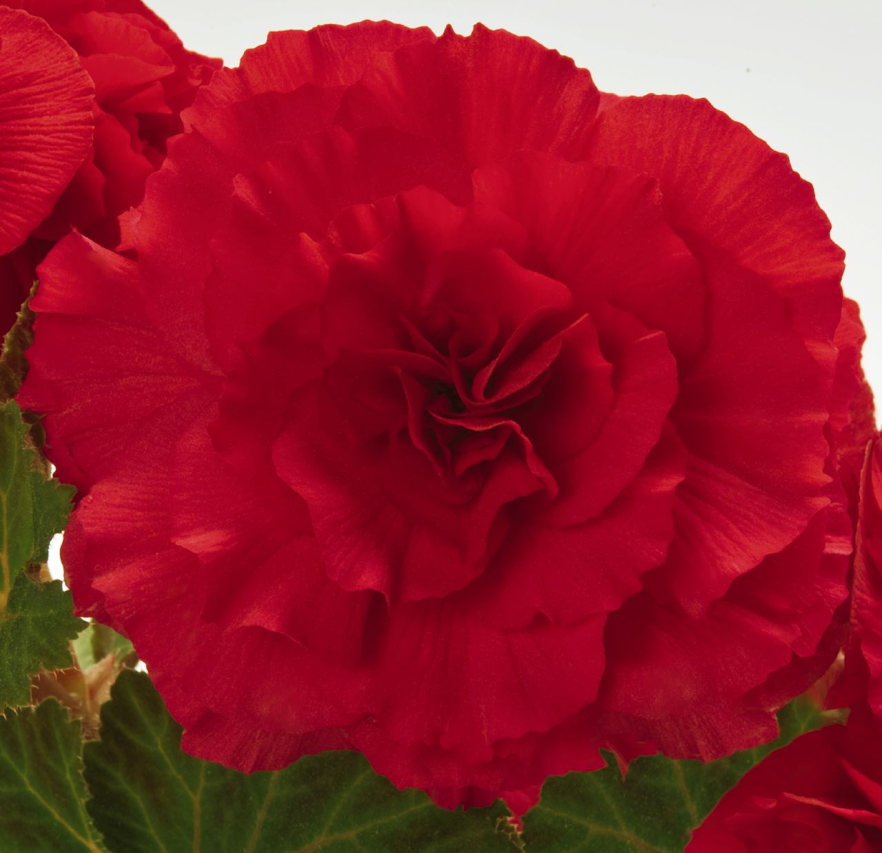 B. ‘Nonstop Red’